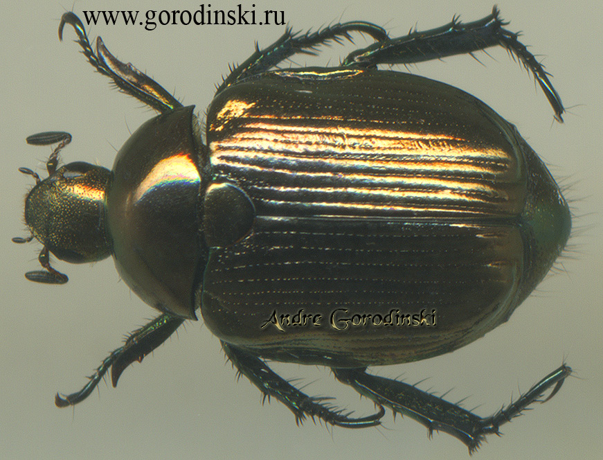 http://www.gorodinski.ru/scarabs/Callistopoppilia davidis.jpg